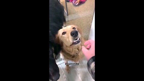 funny dogs😂