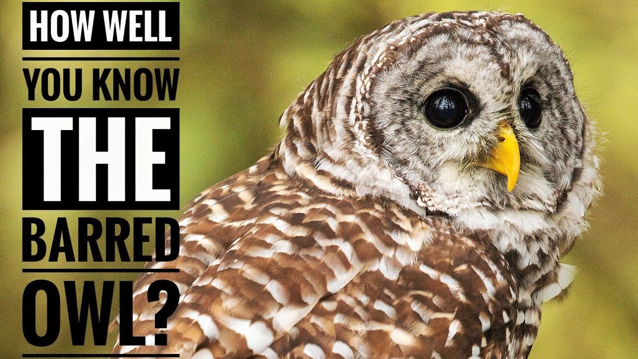 Barred Owl || Description, Characteristics and Facts!