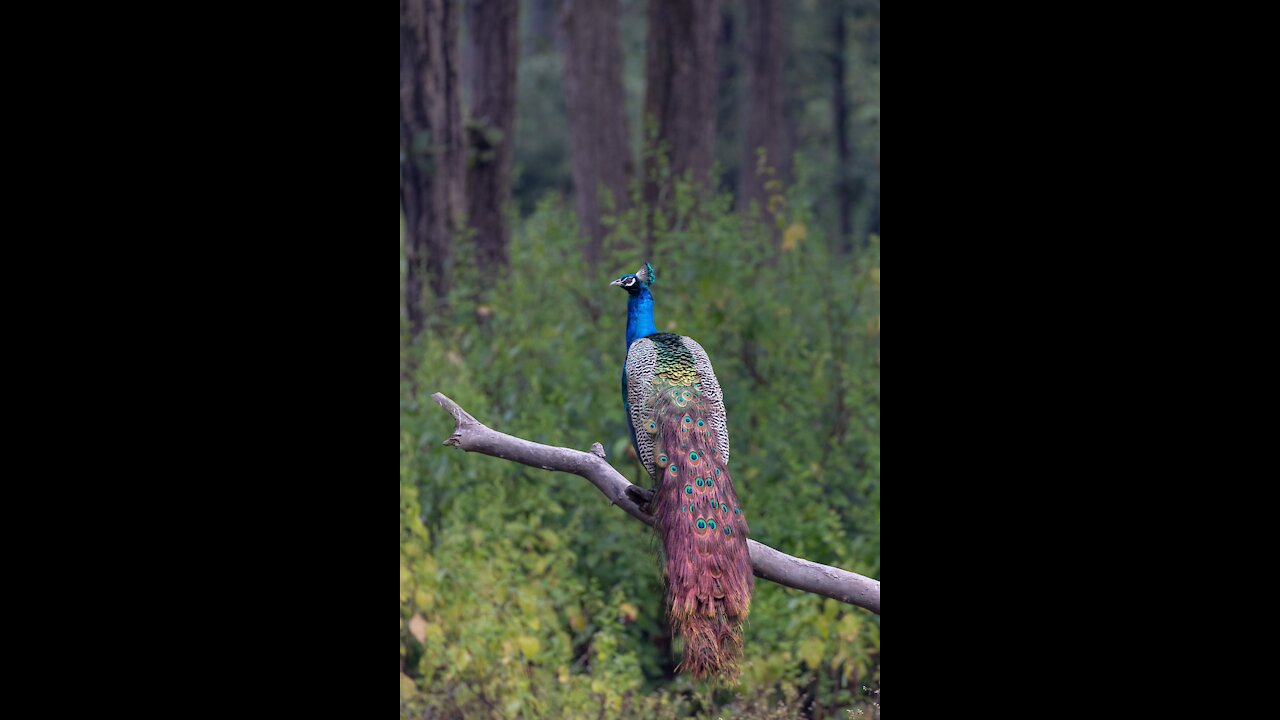 beautiful and attractive birds