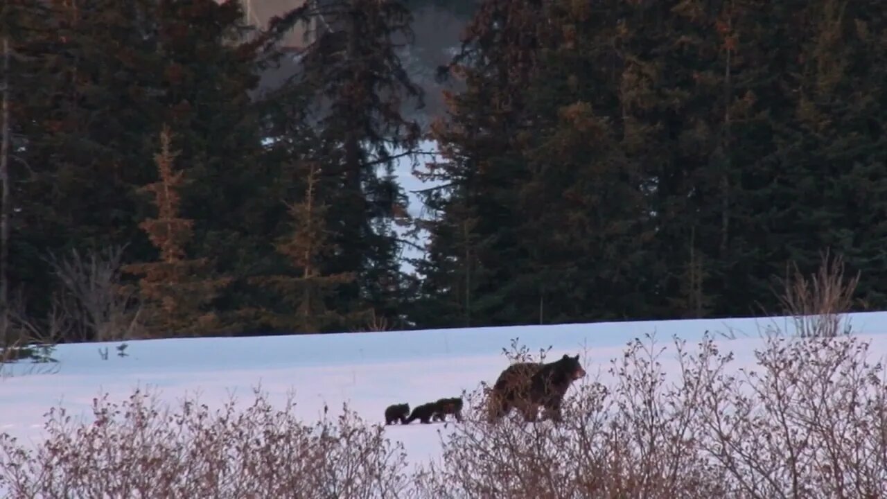 Mother Bear and Cubs Walking Through Snow Covered Field