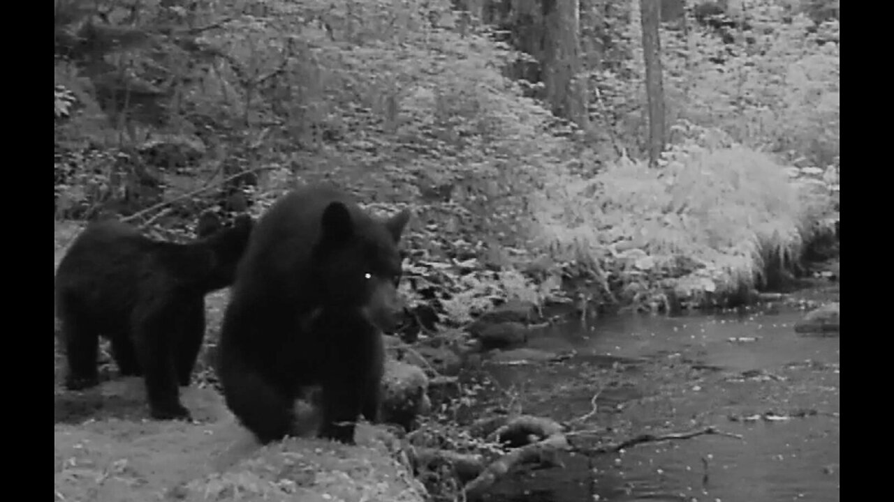 A creek in the TimberAug. 11-16