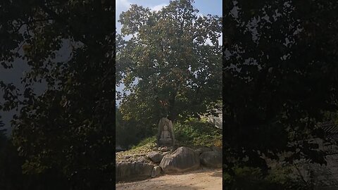 Buddha under a Persimmon tree - south korean #persimmion #buddha