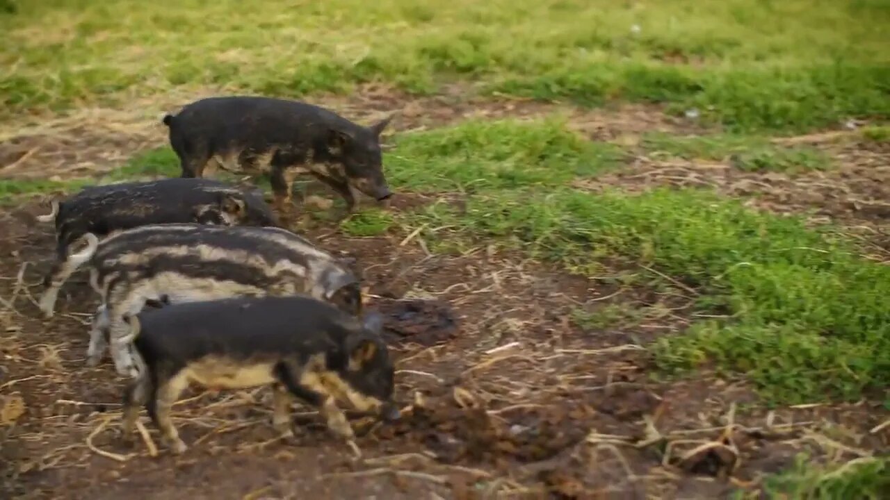 Cute little piglets walking on farmland in countryside. High angle view of adorable black striped p