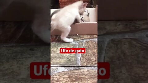 UFC de Gatos !!