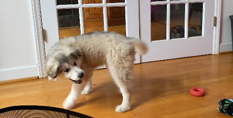 Malamute puppy chases her tail and catches it for the win!