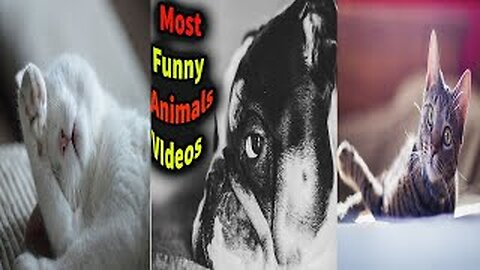 Most Funniest Animals Videos || Funny Cats || Try Not To Laugh || funny Dogs || Colors Of Life