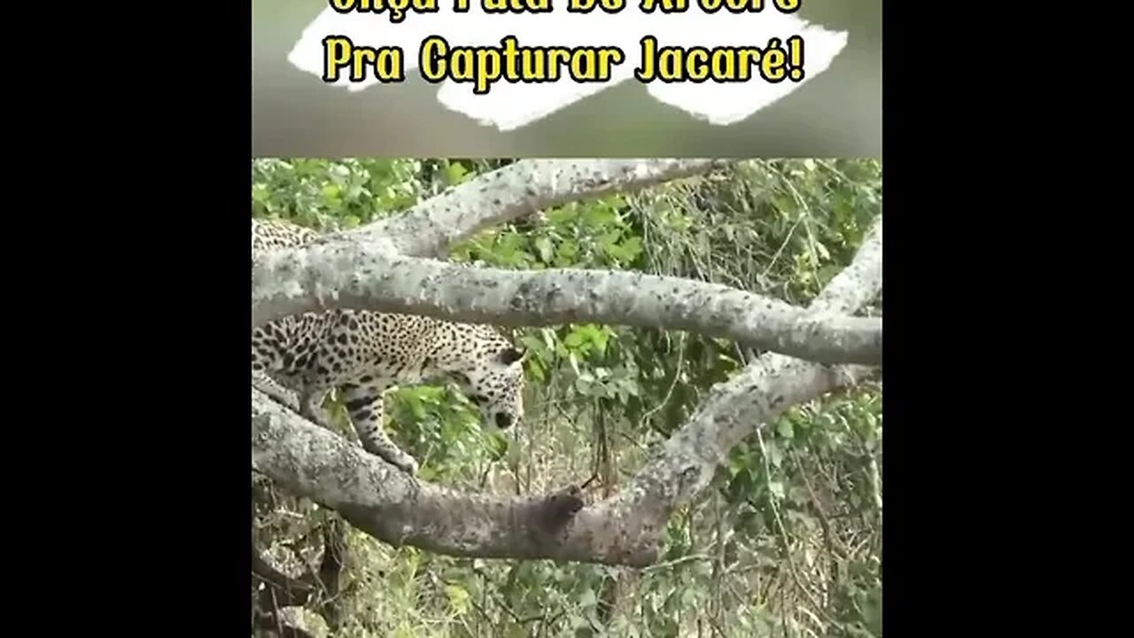 Onça Pula De Árvore Pra Capturar Jacaré! #shorts