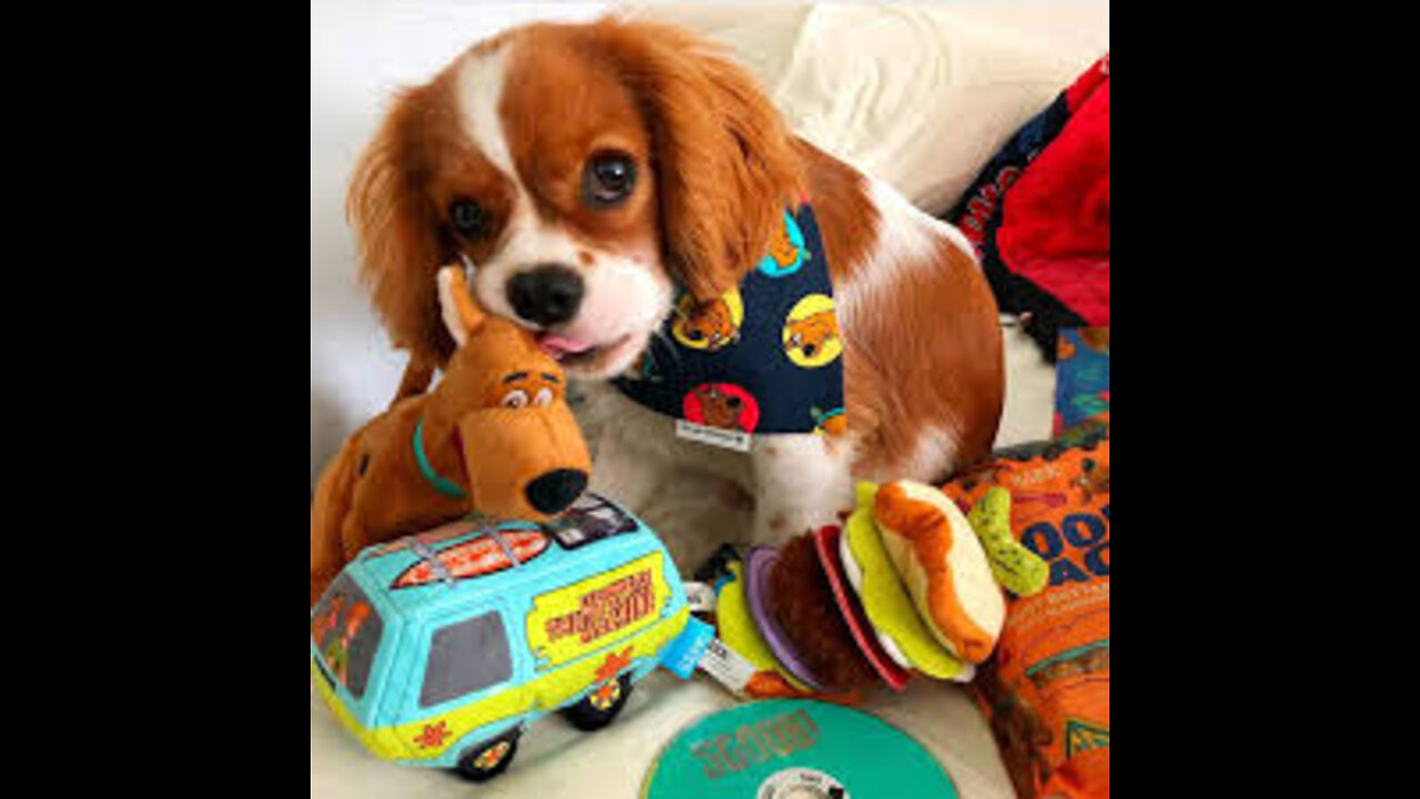 How To Perfectly Clean Your Dogs Toys