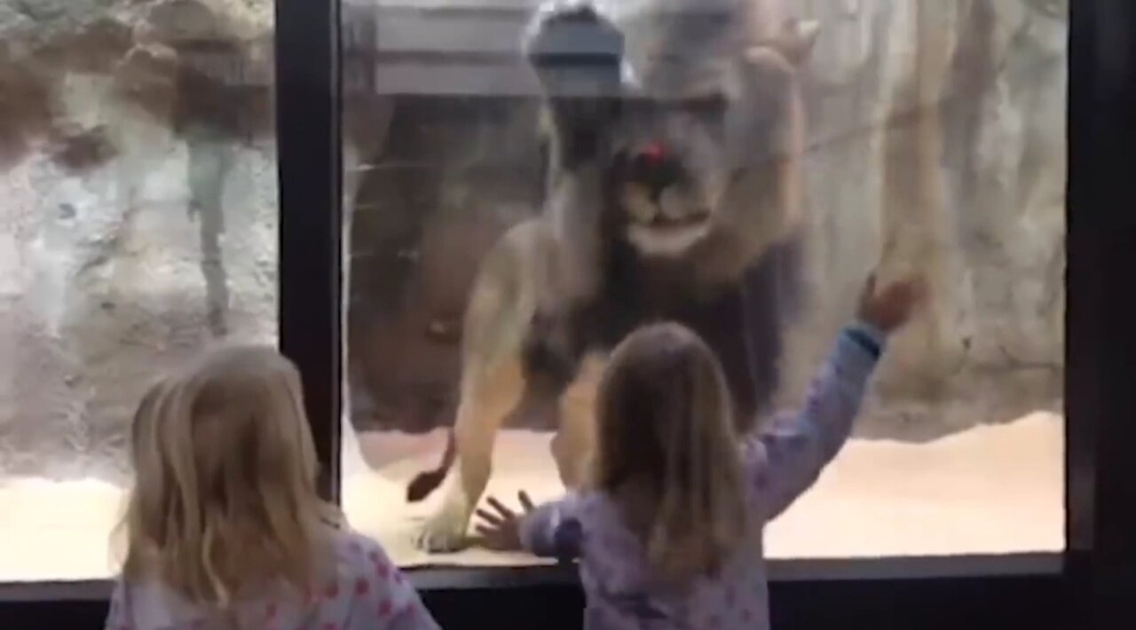 Lion playing with small girl !