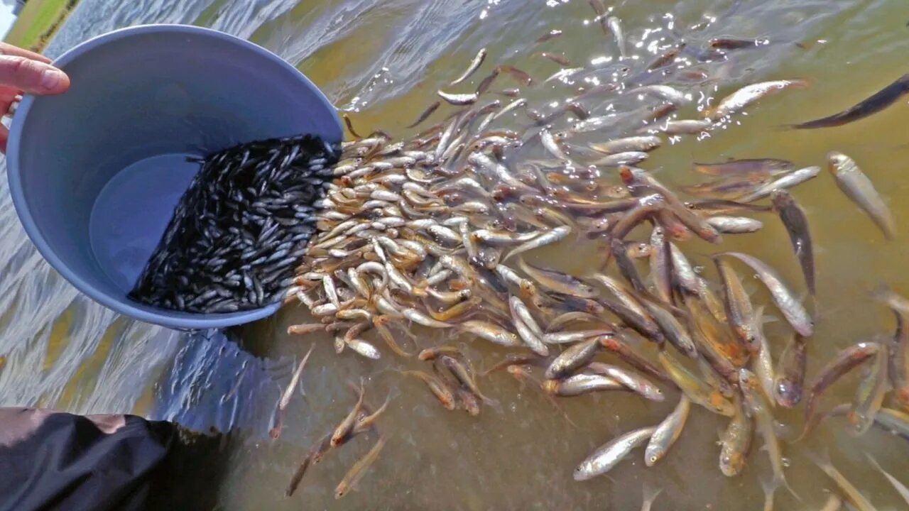 Stocking our pond with 5,000 fish!