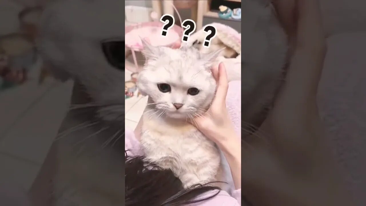 Cat Food cat video#shorts #cat #reels #funny