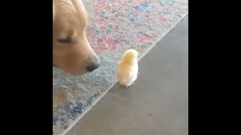 the dog watches the chick at home