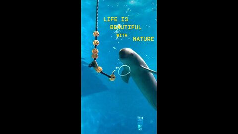 Dolphin making amazing Circle in water