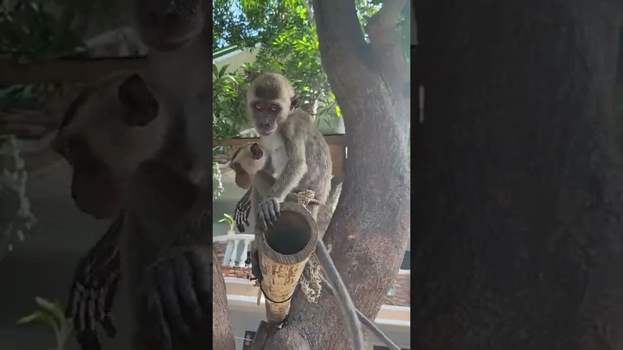 Philippine long-tailed macaque