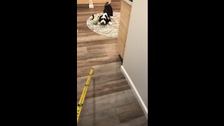 Jemma vs. the Measuring Tape