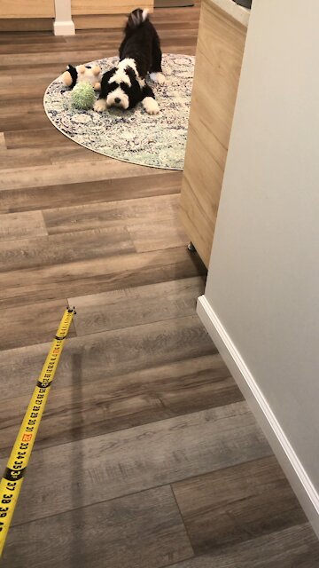 Jemma vs. the Measuring Tape