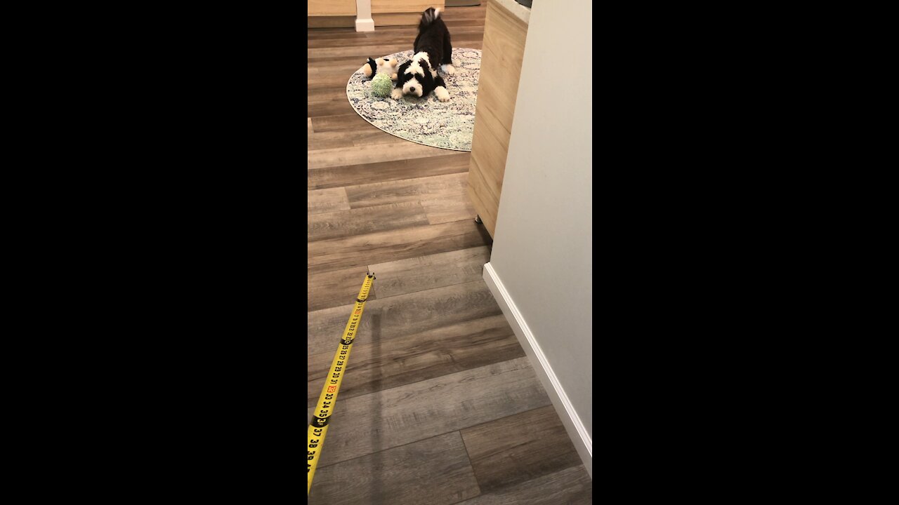 Jemma vs. the Measuring Tape