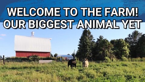 The Steers Are Here! | Our Biggest Animal Yet On The Farm