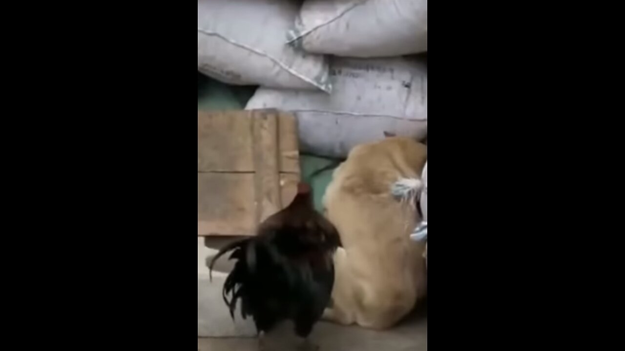 Funny Videos Dog vs Chicken #Shorts