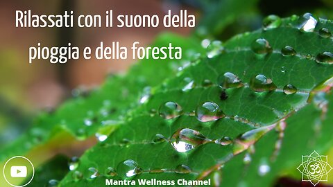 Relax with the sound of rain and the forest.