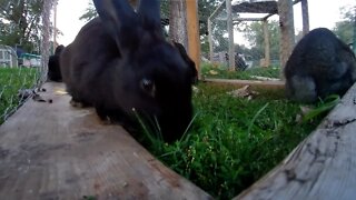 A long summer morning with some young rabbits