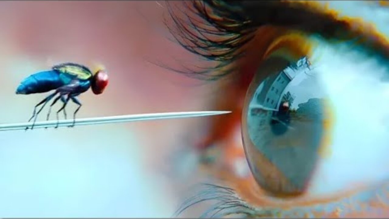 This Fly learns Kunfu Just to take Revenge on Human - Eega