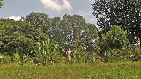 The Burning Hot Summer Gardening Livestream