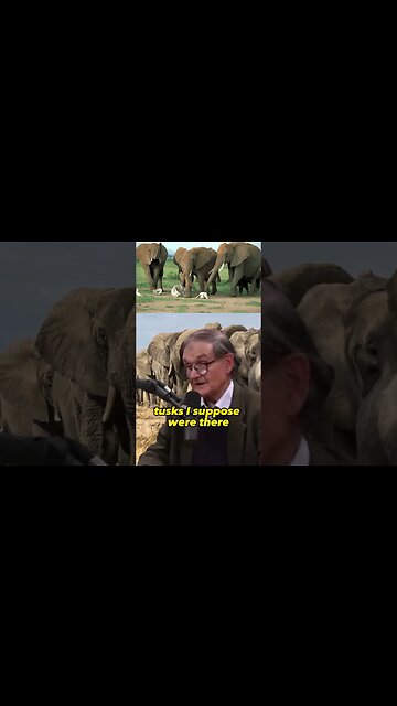 The Emotional Intelligence of Elephants - Joe Rogan and Roger Penrose #nature #Intelligence