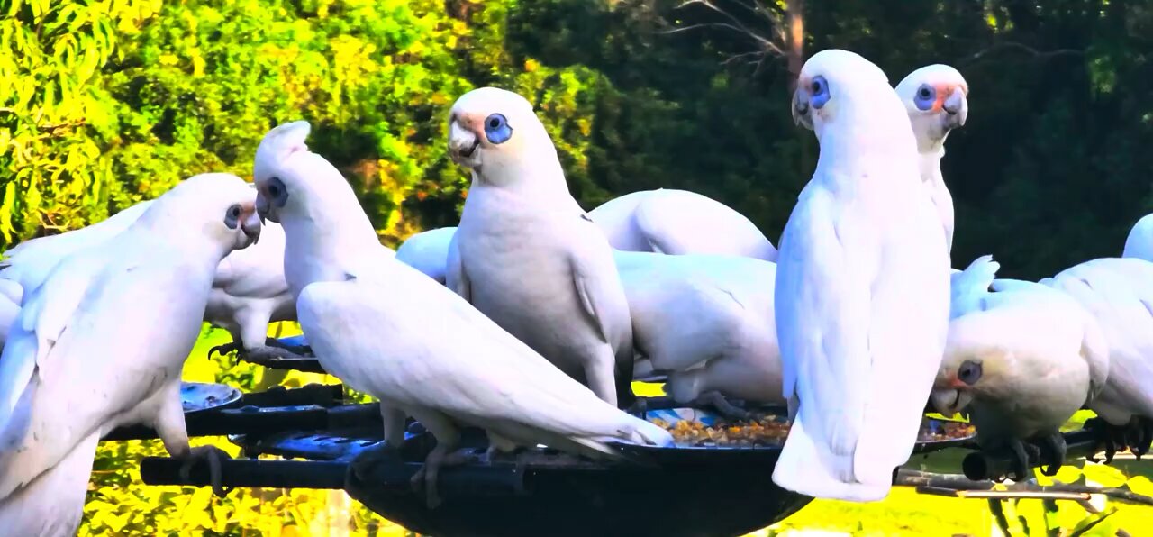 Australian corella cockatoos wildlife