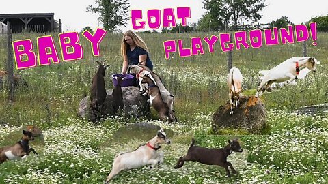 We Took Our Baby Goats To A Goat Playground!