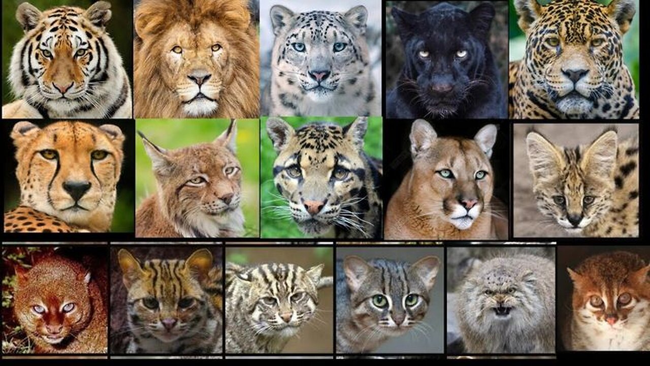 All types of cats from small to big 🦁🐈‍⬛🐈😺🐯🐆🐅