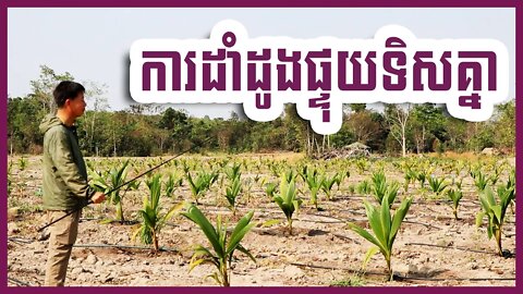 ការដាំដូងផ្ទុយទិសគ្នា​ មួយលិច មួយកើត - តាកាំងរៀនដាំដូង - ដំណាំដូង (Coconut) / khmer agriculture