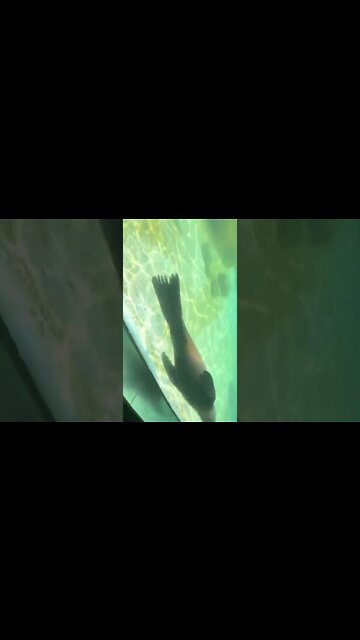 어린이대공원 바다사자