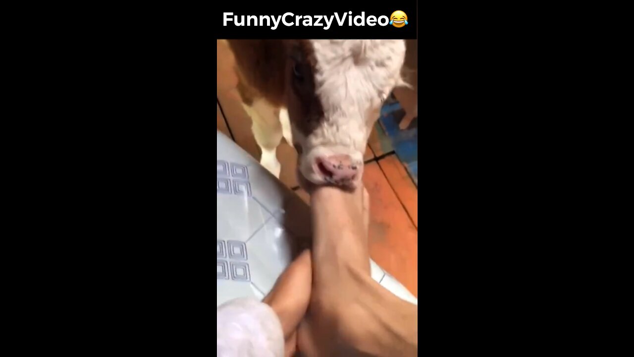 Mr FunnyCrazyVideo😂 Just Incredible Video Funny and Crazy #Like Follow for Follow 🥰
