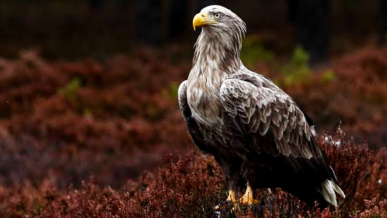 The Return Of The White-Tailed Eagles To Belgium