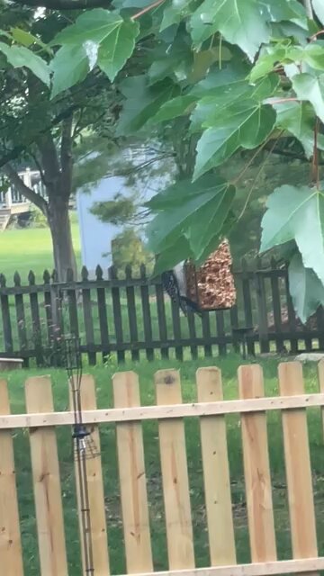 Juvenal Red Belly Woodpecker