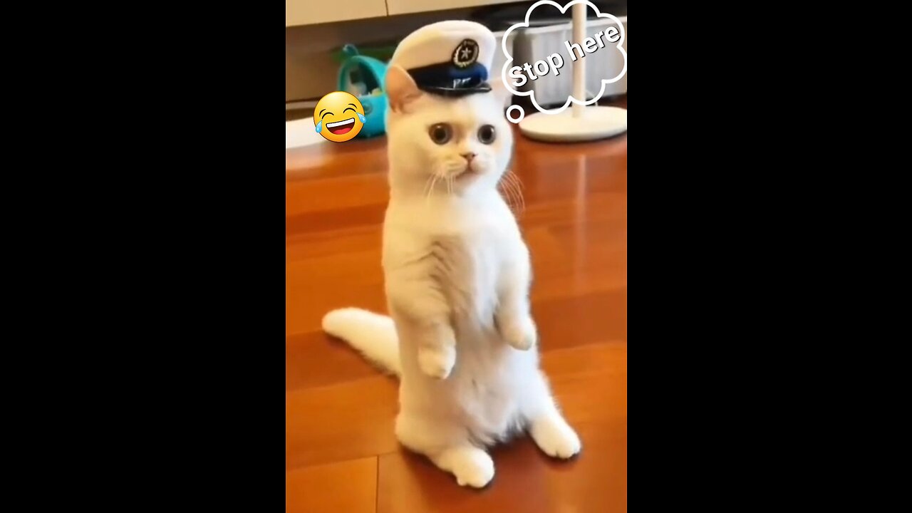 Hilarious Cat funny Compilation