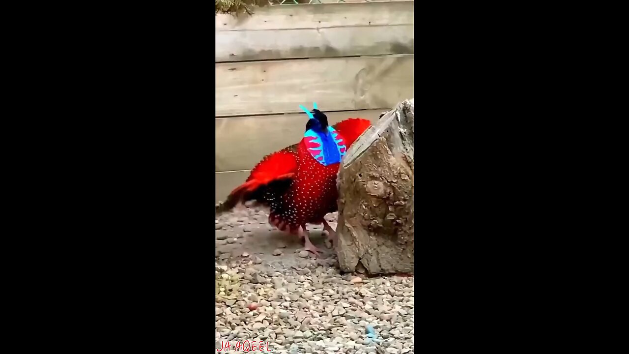 Tragopan bird trying to impress a female