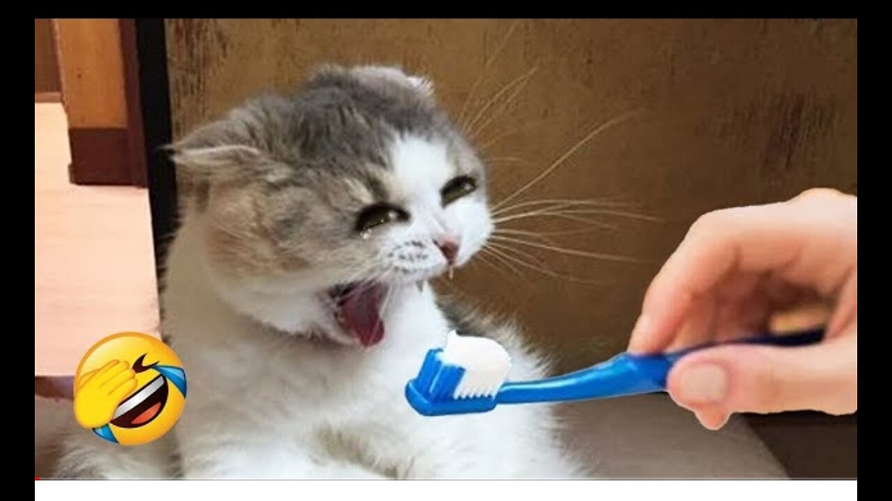 Funniest Animals 2022 -- Funniest Cats and Dogs ---- Part 02 _ Pets Family