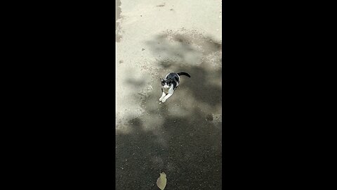 A cute and beautiful kitten