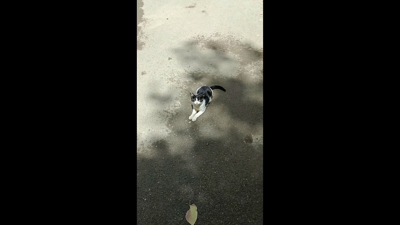 A cute and beautiful kitten