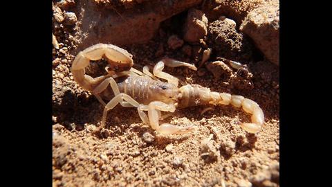 SCARY! 4 Types of scorpions crawling around the Valley - ABC15 Digital