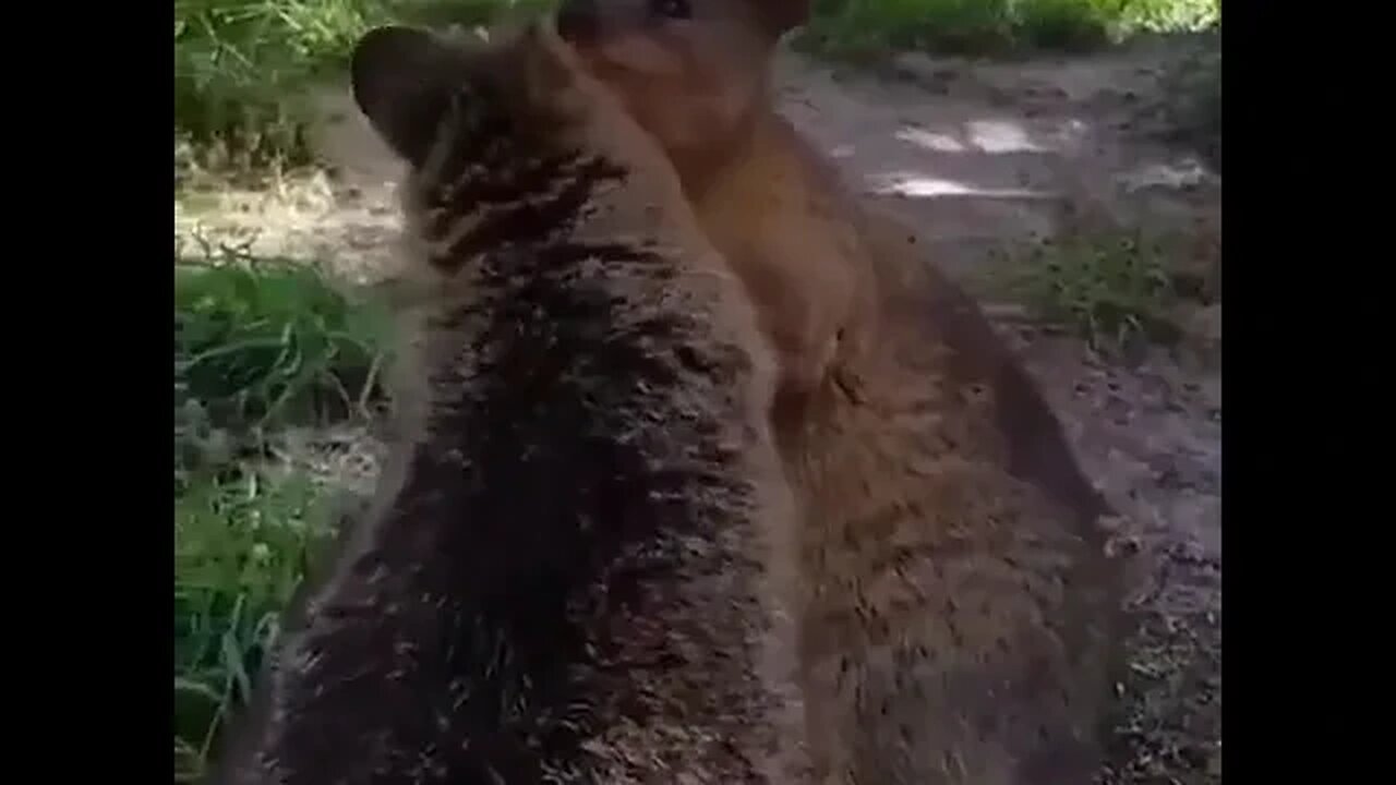 Cute funny Quokka -118