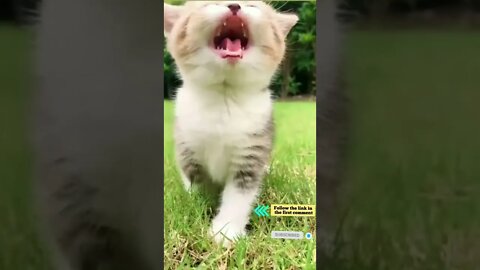 cute cat videos 😹 funny videos 😂 713 😻 #shorts #shortsfunny #cutecat #funnycat #catvideos #catscare