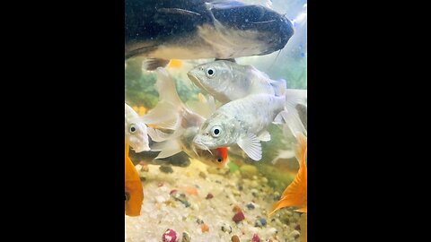 Satisfying Fish Aquarium Video | 100% Satisfying