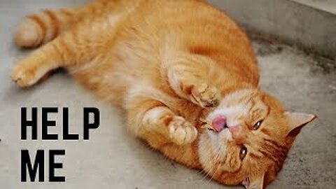 Funniest cats and dogs 😂 Cute and funny cat videos