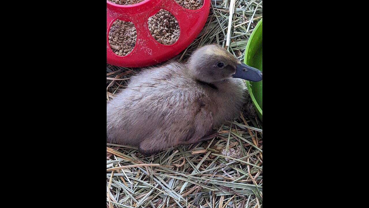 Lil runner duckling Sweet Pea