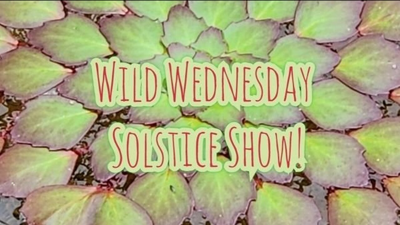 Wild Wednesdays Solstice Show!