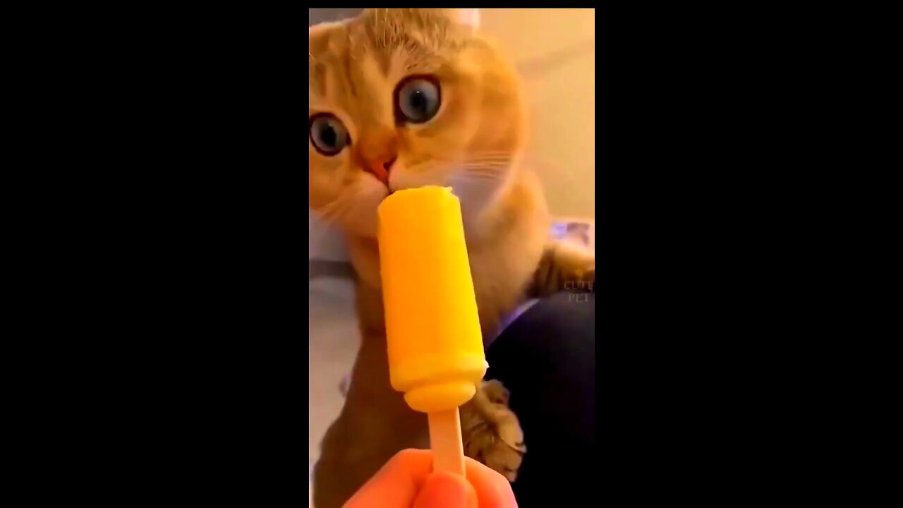 Funny Cute Cat Videos #shorts #youtubeshorts