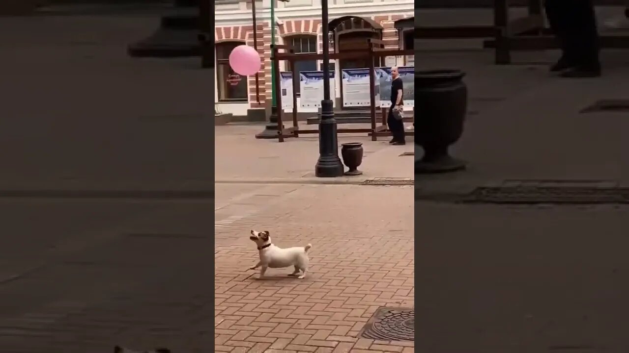 It’s the simple things that makes you happy…😜🐶🎈